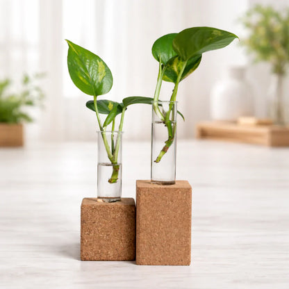 EcoNest Natural Cork Planter (5 cm) – Sustainable Succulent Pot, Minimalist Desk Planter